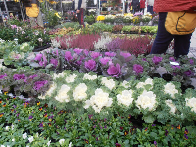 Cvjetna košarica za selfi - hit u Ždralovu gradu Cvjetna košarica za selfi - hit u Ždralovu gradu