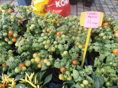 Cvjetna košarica za selfi - hit u Ždralovu gradu Cvjetna košarica za selfi - hit u Ždralovu gradu