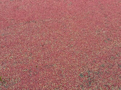 Pacifička azola Pacifička azola