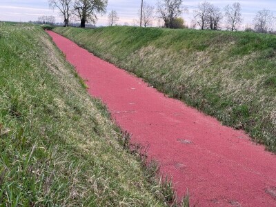 Pacifička azola Pacifička azola