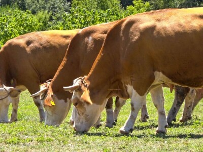 PADINE CERA IDEALNE ZA ISPAŠU GOVEDA PADINE CERA IDEALNE ZA ISPAŠU GOVEDA