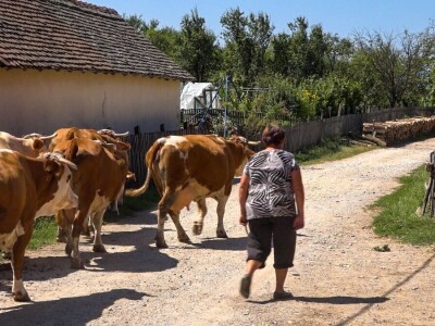 PADINE CERA IDEALNE ZA ISPAŠU GOVEDA PADINE CERA IDEALNE ZA ISPAŠU GOVEDA