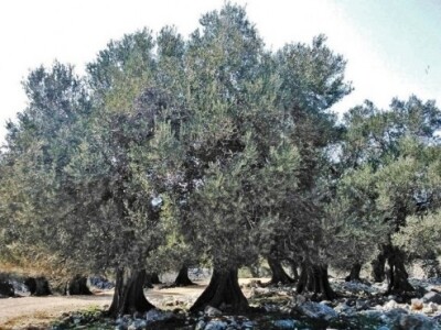 Pag, lunjski maslinici