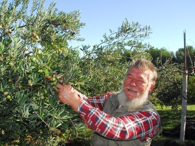 PRERADA MASLINA - Dalmatinci preduhitrili Istrane: Prvo ovogodišnje ekstra djevičansko ulje poteklo od maslina Jure Čudine iz Pakoštana! PRERADA MASLINA - Dalmatinci preduhitrili Istrane: Prvo ovogodišnje ekstra djevičansko ulje poteklo od maslina Jure Čudine iz Pakoštana!