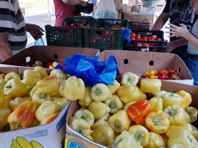 Palika Bajči Palika Bajči