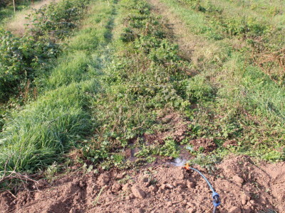 Pametni sistem za navodnjavanje i prihranu biljaka