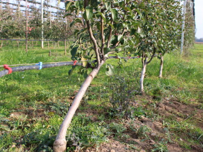 Pametni sistem za navodnjavanje i prihranu biljaka