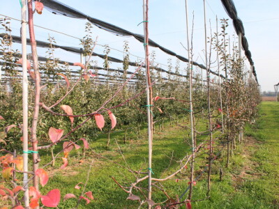 Pametni sistem za navodnjavanje i prihranu biljaka