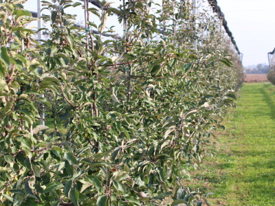 Pametni sistem za navodnjavanje i prihranu biljaka