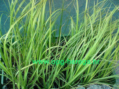 Zanimljiva biljka - pampas