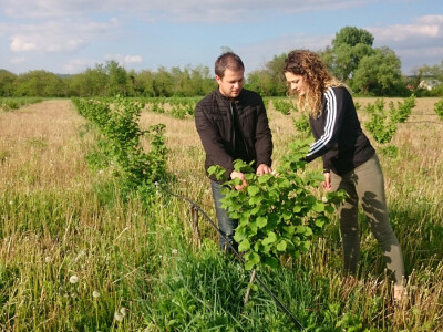 Žele registrirati i rasadnik lijeske
