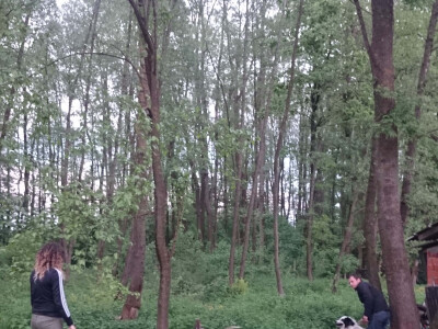 U šumi će uzgajati crne slavonske svinje