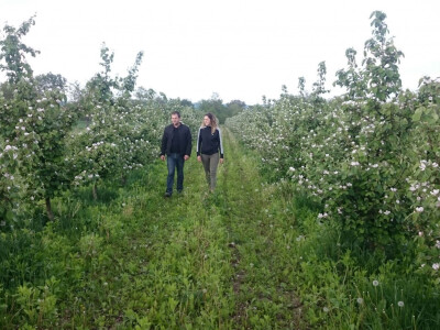 Šetnja kroz mladi nasad dunja