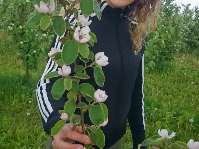 Dunja je slabije zastupljena u Slavoniji