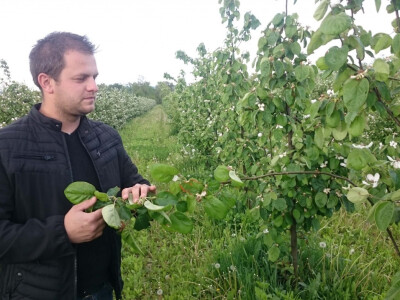 Glavninu dunje će prerađivati