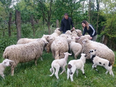 Šire i stado ovaca