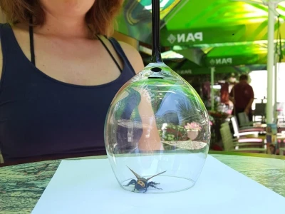 Panika na Silbi: Azijski stršljen ili Mamutska osa u vrtu Linde Žunić?