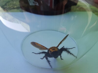 Panika na Silbi: Azijski stršljen ili Mamutska osa u vrtu Linde Žunić?