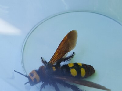 Panika na Silbi: Azijski stršljen ili Mamutska osa u vrtu Linde Žunić?