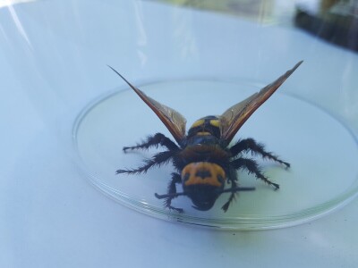 Panika na Silbi: Azijski stršljen ili Mamutska osa u vrtu Linde Žunić?