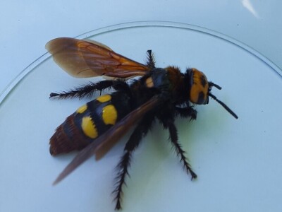 Panika na Silbi: Azijski stršljen ili Mamutska osa u vrtu Linde Žunić?