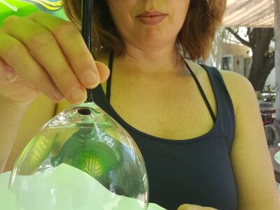 Panika na Silbi: Azijski stršljen ili Mamutska osa u vrtu Linde Žunić?