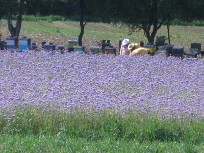 PANJIK – OBRT U POLJOPRIVREDI I TRGOVINA