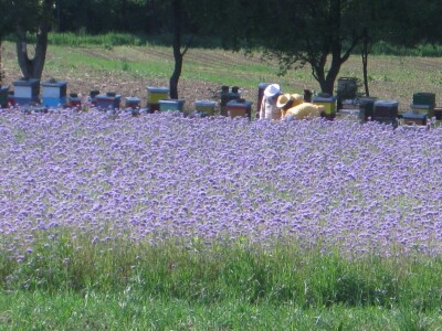 PANJIK – OBRT U POLJOPRIVREDI I TRGOVINA