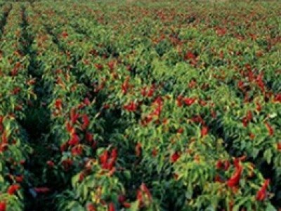 Polja začinske paprike na virovitičkom području