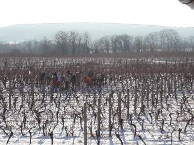 Vinograd Mladena Papka Vinograd Mladena Papka