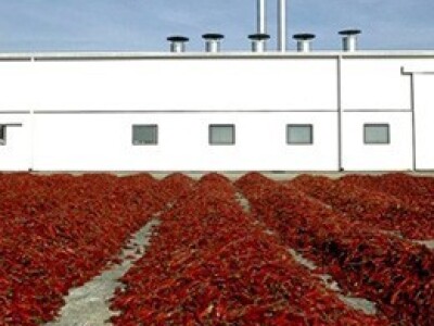 Sušenje začinske paprike