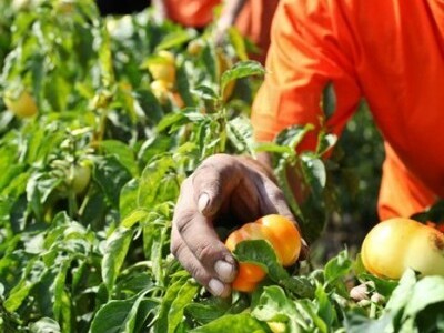 Uzgoj paprike na hrvatskim poljima