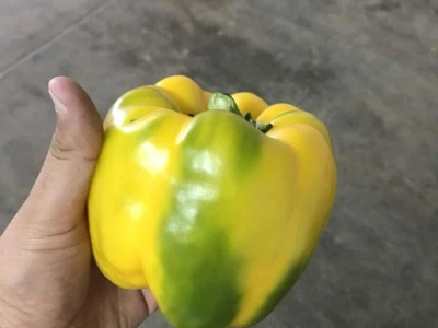 paprika