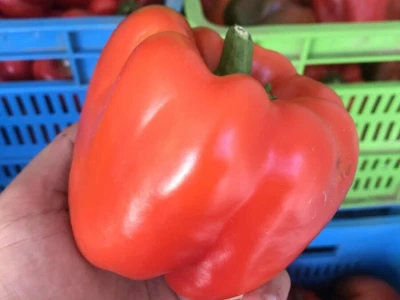 paprika