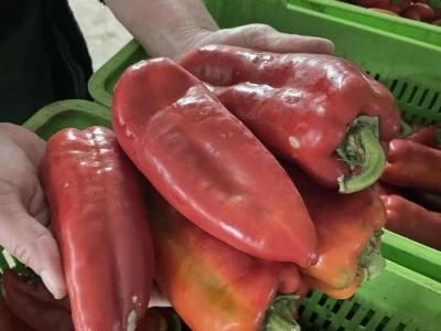 paprika