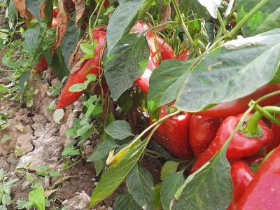 Paprika i ajvar