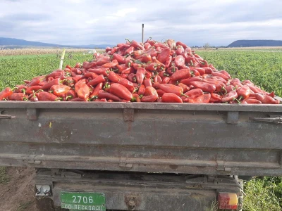 Paprika i ajvar