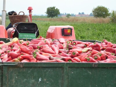 Paprika i ajvar