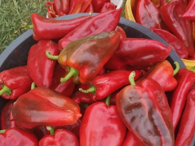 Paprika roga