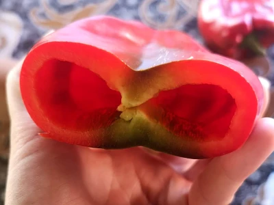 Paprika roga
