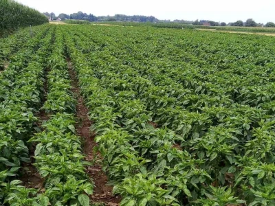 Paprika roga