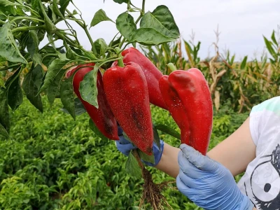 Paprika roga
