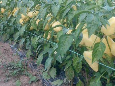 Paprika somborka i babura