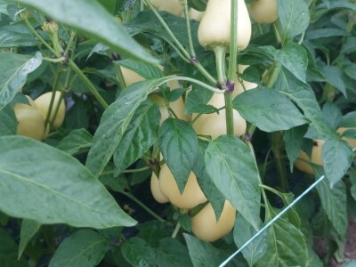 Paprika somborka i babura