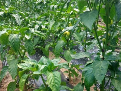 Paprika somborka i babura