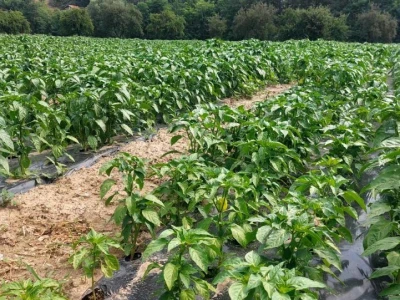 Paprika somborka i babura