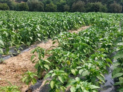 Paprika somborka i babura