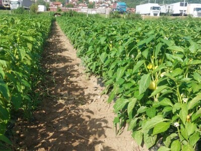 Paprika somborka i babura