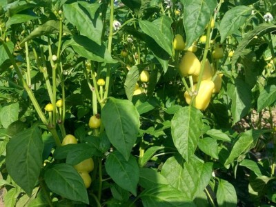 Paprika somborka i babura