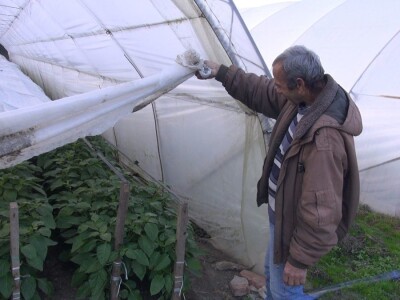 paprika u plasteniku